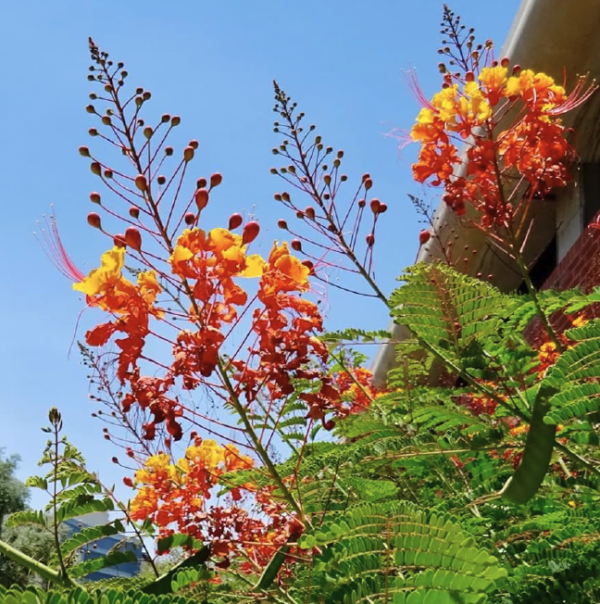 Mexican Bird of Paradise